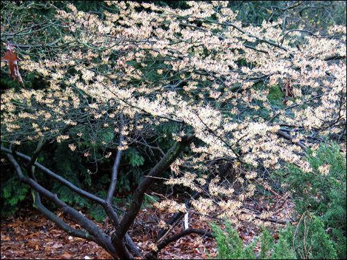 Hamamelis-Blütenschleier, zartgelb