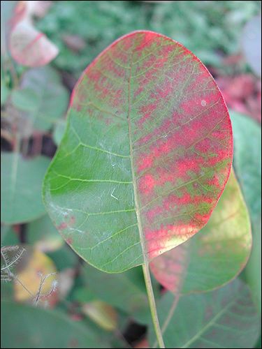 Cotinus coggygria 'Young Lady'