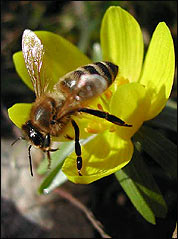 Eranthis-Blüte mit Biene