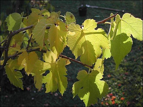 Herbstfärbung - Morus nigra, Schwarze