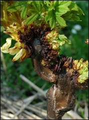 Aesculus hippocastanum 'Monstrosum'