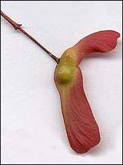 Acer palmatum ‚Shojo Nomura’ Ahornflügel