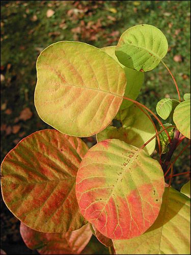 Cotinus coggygria 'Golden Spirit' - Herbstfärbung
