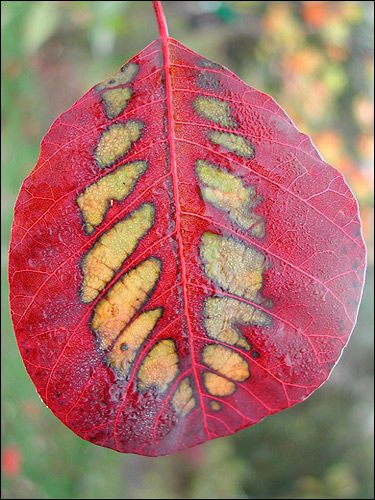 Cotinus coggygria 'Rubrifolus' - Herbstschauspiel  2
