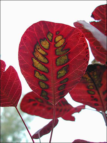 Cotinus coggygria 'Rubrifolus' Herbstschauspiel