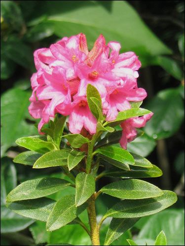 Steingarten - Rhododendron hirsutum