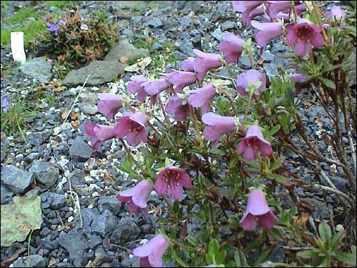 Steingarten - Rhododendron campylogynum ‚Myrtilloides’