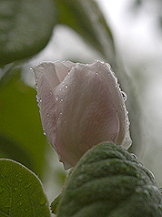 Birnenquitte - Blüte bei Regen