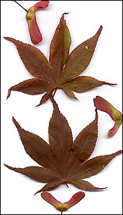 Acer palmatum ‚Shojo Namura’