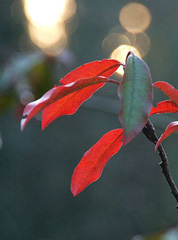 Stranvaesia Herbstfärbung