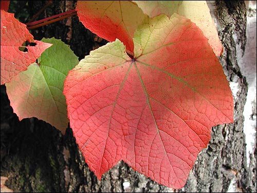 Herbstfärbung - Vitis coignetia - Scharlachrebe